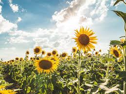 Missing Profile Picture